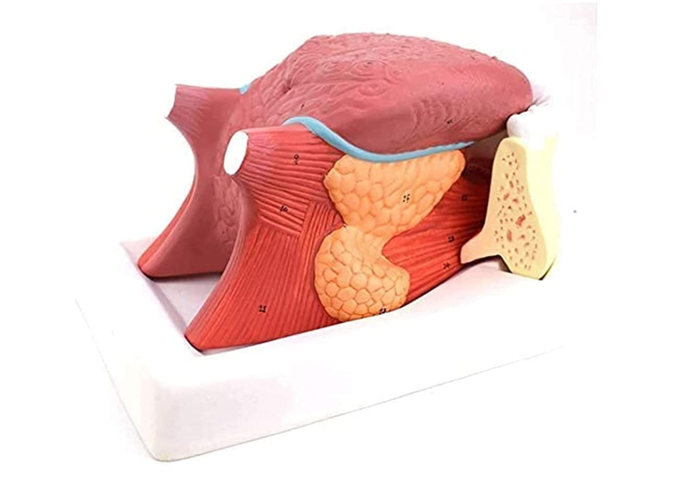 Model nauczania anatomicznej struktury języka, pomoce dydaktyczne dla kliniki językowej, narzędzie edukacyjne do anatomii skóry i zębów, standardowy model edukacyjny