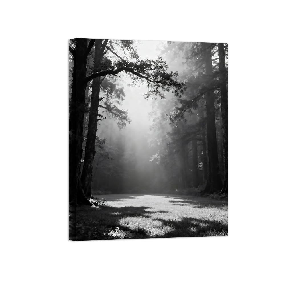 Forest Sunshine Black White Landscape Wall Art Prints 40x50cm Framed