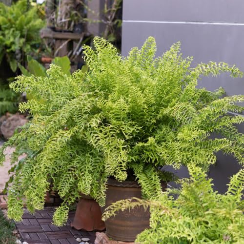 Semillas colgantes de helecho espada de interior, colgantes helecho espada hoja perenne resistentes para jardín para 60pcs