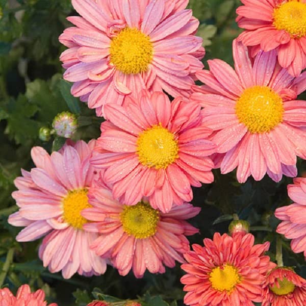 VibeX Garden Mum, Mammoth Daisy Coral-50 Seeds (B0B9Y43G37) Amazon Price History, Amazon Price Tracker