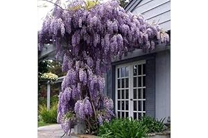 Mesmerizing Moon Flowers: Live Blue Moon Wisteria