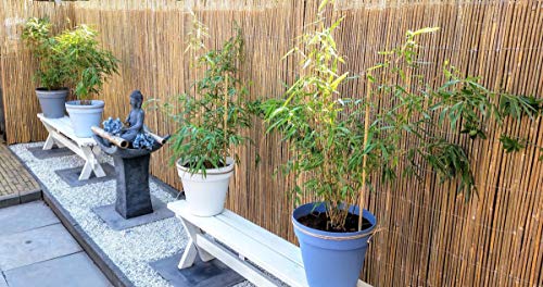 Mgp Bamboo Slat Rolled Fence #TOP6