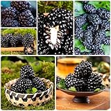 300 piezas de semillas de columna de plantas de mora, moras, plantas en macetas extremadamente resistentes, semillas (Rubus fruticosus) comprar árboles frutales, regalos de Pascua árboles frutale