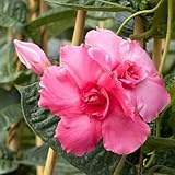 120 piezas semillas de plantas de mandevilla - dipladenia - semillas de flores silvestres, balcón Semillas para camas elevadas, plantas de balcón resistentes Flores de balcón, regalos