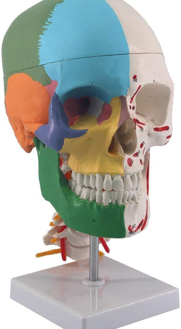 Modelo de Color educativa cráneo Humano anatómico, manuales para el Estudio de la Cabeza Esqueleto médico de la Columna Vertebral