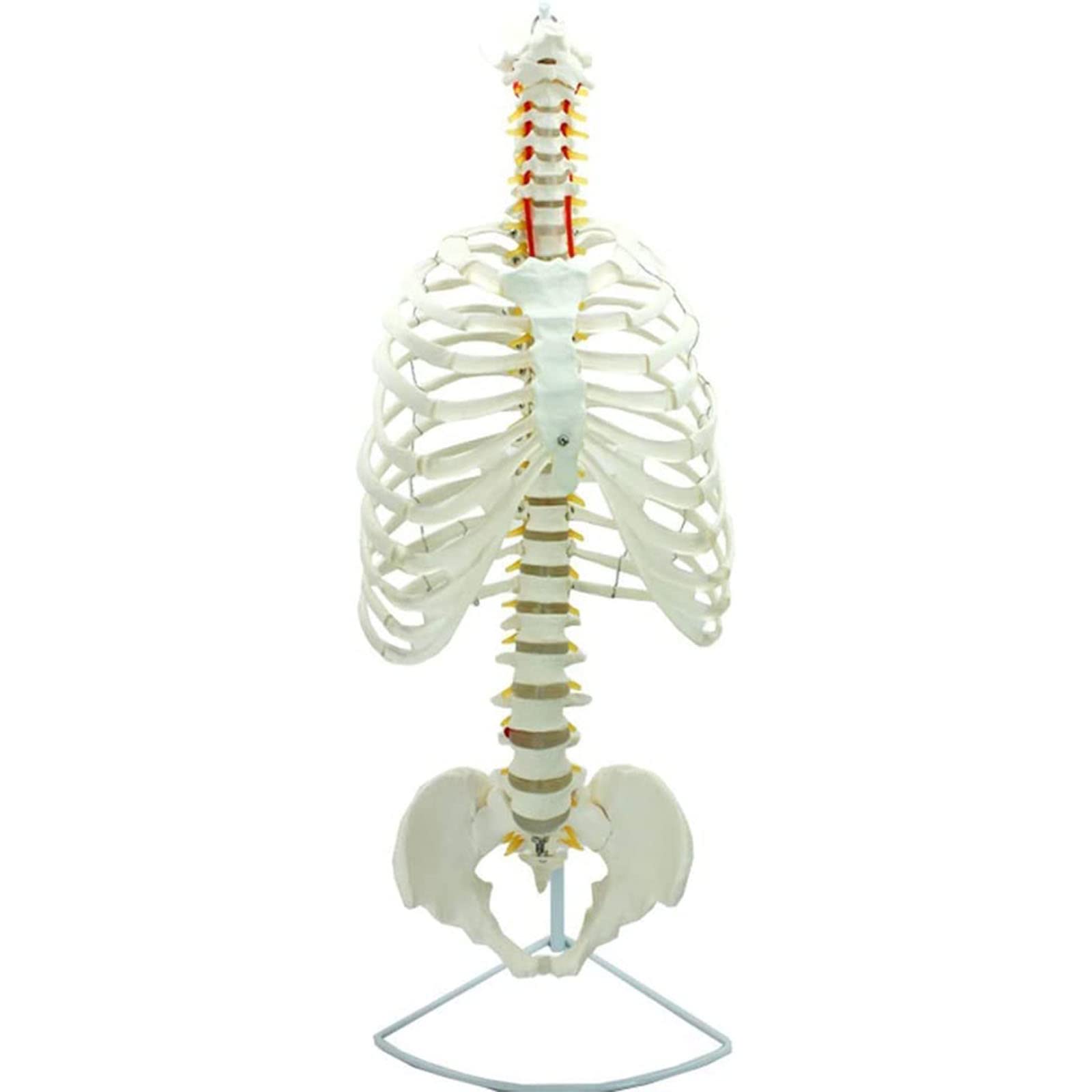 GTHTUHFD Pelvic Model Medicine 1:1 Life Size Flexible Spine Model Pelvic Sternum Human Anatomy Model Medical Educational Aid
