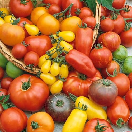 Culinary Blend Tomato Seeds - 300 Mg Packet ~65 Seeds - Non-GMO - Vegetable Garden - Solanum lycopersicum