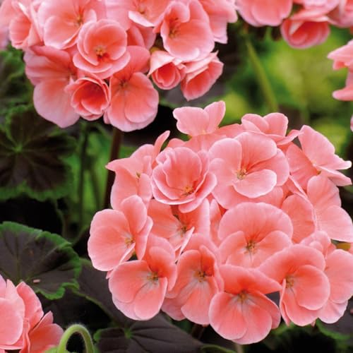 Carbeth Plants Geranium Zonal Salmon Bedding Plants 1 x 6 Pack - Garden Ready Summer Flowering Pelargoniums - Easy to Grow & Drought Tolerant Blooms for Pots Borders & Hanging Baskets