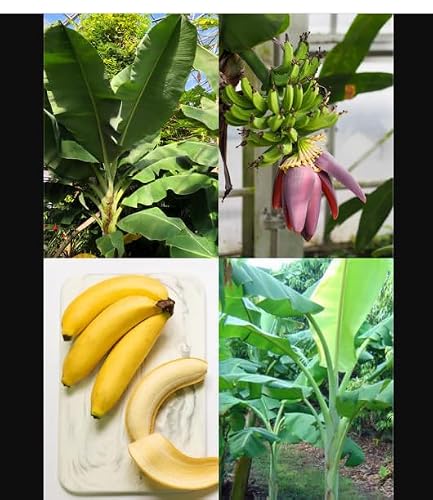 Live Plant - Dwarf Orinoco Musa Banana Tree-Small Rooted Starter Plant