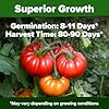 HOME GROWN Beefsteak Tomato Seed Pack - 300 Heirloom Tomato Seeds for Planting Outdoors High-Yield Non-GMO Vegetable Seeds for Growing Large, Meaty Tomatoes for Summer Dishes (Solanum lycopersicum) #5