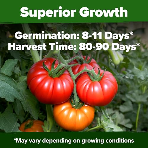 Image of HOME GROWN Beefsteak Tomato Seeds 600+ Heirloom Non-GMO Seeds for Planting, High Germination, Indeterminate Extra Large Meaty Slicing Tomato,Prolific Garden Crop, Sandwich Ready (Solanum lycopersicum)