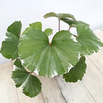 石蕗 浮雲錦 大株 石蕗 浮雲錦 大株