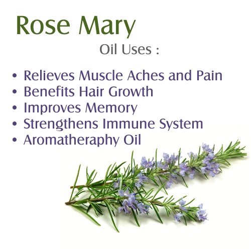 Image of Salvia Rosemary Oil (Rosmarinus officinalis) Essential Oil for Aromatherapy & DIY Blends - Herbal Oil for Skincare, Massage & Fragrance Use - 50 ml / 1.69 fl oz