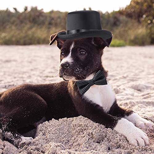 Yewong 2 Pieces Pet Formal Accessories Set - Pet Top Hat with Pet Formal Necktie/Bowtie Birthday Party Gradation… - Image 6