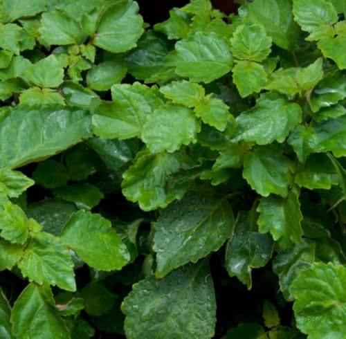 Aceite Esencial de Patchouli Orgánico Puro 5 mL miniatura 3