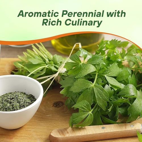 image for Outsidepride Lovage Vegetable Seeds - 1000 Pcs. Perennial, Easy to Gro