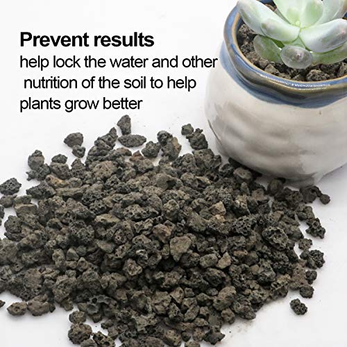 Toypopor Black Horticultural Lava Rock Soil Additive For Cacti Succulents Plants No Dyes Or Chemicals 100% Pure Volcanic Rock 2.2Lb Top Dressing #TOP4