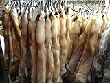 Professionally tanned prime Red Fox hide. Foxes measure Approximately 45-50 inches from nose to end of tail. Case skinned fox. Nicely furred foxes, with a clean tanning job, took picture of 1 inside out to show clean tanning job. All these fox were h...