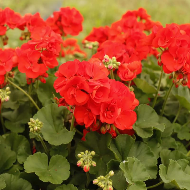 Geranium Zonal 'Anthony' X5 Plug Plants