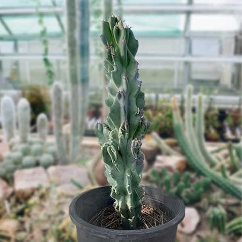 Cactus Outlet - Curiosity Cactus Plants Live, Live Plants Indoor & Outdoor Use, Live Cactus, 36â€+ - Rare Large Live Cactus - Landscape Ready Large Cactus Plant Live Delivered Right to Your Door