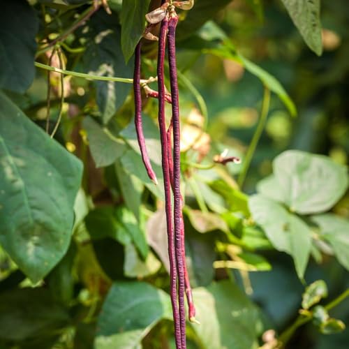 Semillas de frijol medidor - Semillas de frijol espárrago hortalizas invierno decoracion balcones resistentes balcón 85pcs