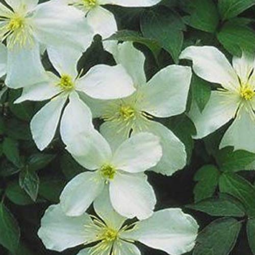 Clematis Montana 'Grandiflora'- Clématite des montagnes 'Fragrant Spring' 50-60 cm en conteneur