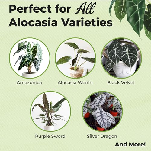 Alocasia Food Mist Spray Fertilizante Líquido 8 fl oz miniatura 2