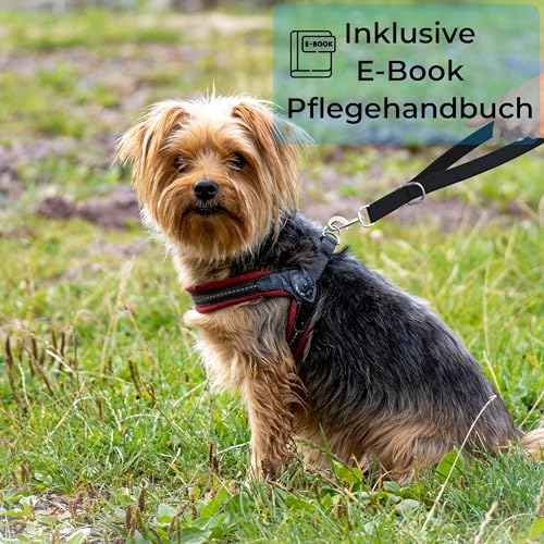 Testnote: Sehr gut - Kurzführer Hund 31cm I Wetterfest aus Biothane und Neopren Polsterung I Griffstück für Golden Pets Hundeleine I Hundeleine kurz kleine - große Hunde