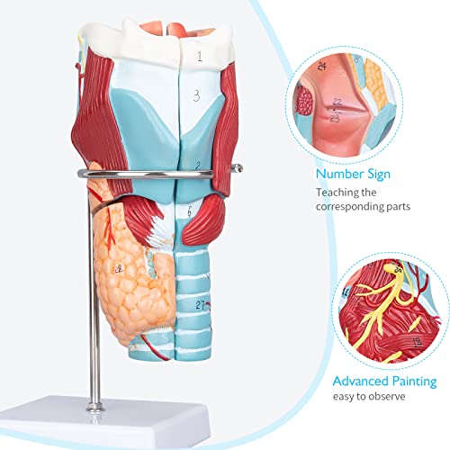 Image of Larynx Model - Anatomically Accurate Throat Model 2X Enlarged Pharynx Model Scientific Anatomy Model of Human Larynx
