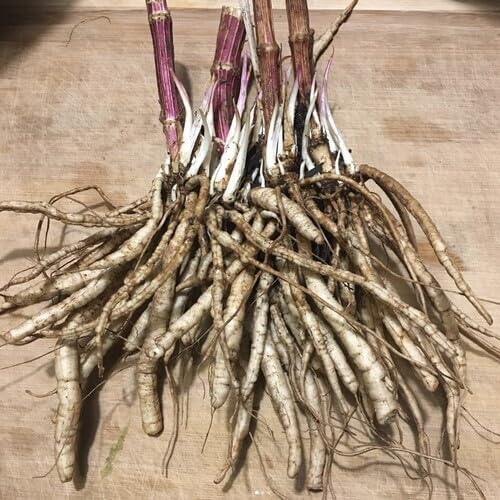 100pcs White Skirret Vegetable Seeds