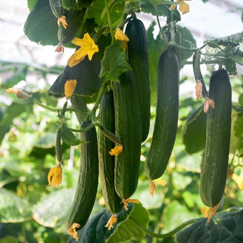 PREMIER SEEDS DIRECT - Cucumber - Early Spring BURPLESS F1-20 Seeds - Organic