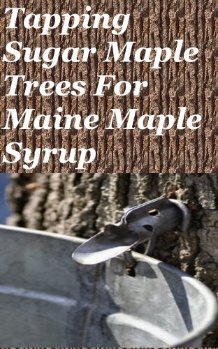 Tapping Sugar Maple Trees For Maine Maple Syrup