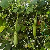 100 piezas Semillas de luffa, semillas de pepino luffa Las semillas de hortalizas para plantas de balcón son resistentes. Luffa aegyptiaca macetas plantas decorativas jardín semillas