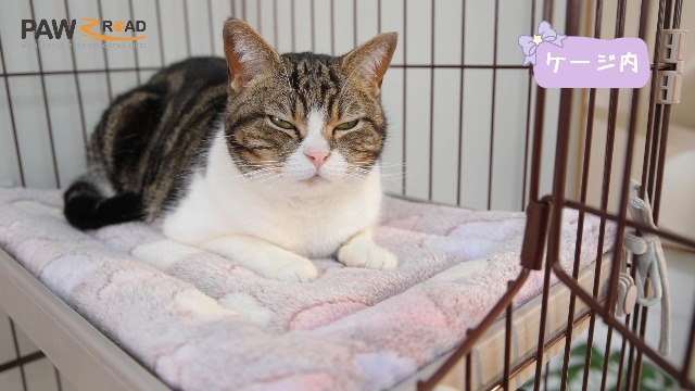 Amazon.co.jp: PAWZ Road 猫ベッド ペットベッド 犬ベッド マット