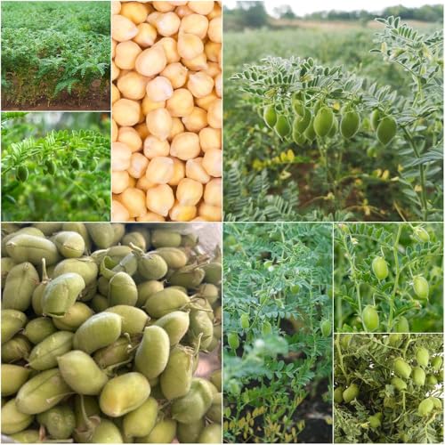 semillas de garbanzos - resistentes para el jardín semillas de bonsái ajedrea balcón resistentes 50pcs