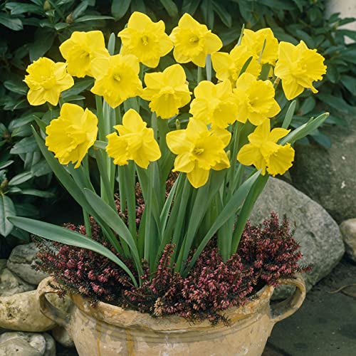 50 x King Alfred Daffodil Bulbs, Large & Bold Yellow Trumpet