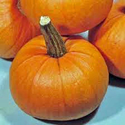 Pumpkin Seed, Small Sugar, Heirloom, Non GMO, 100 Seeds, Small Pumpkins