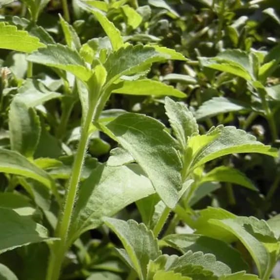 See full amazon price history chart for Stevia �Sweet Tulsi� � Plant Stevia �Sweet Tulsi� � Plant (B0CX9H3CGC) Amazon Price History, Amazon Price Tracker