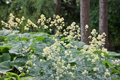Thalictrum flavum ssp. glaucum 9x9 cm Topf – Winterhart, Mehrjährig, Pflegeleicht – Gelbe Wiesenraute – Staude für Beet & Teichrand