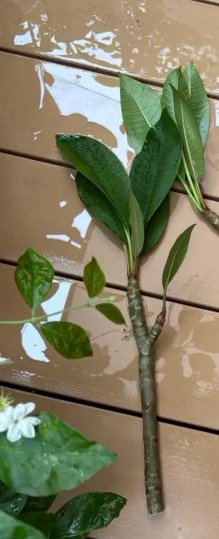 ハワイ産☆Nassau kimo プルメリア カット苗 Amazon｜ハワイ産Kimo プルメリア カット苗｜観葉植物 オンライン通販
