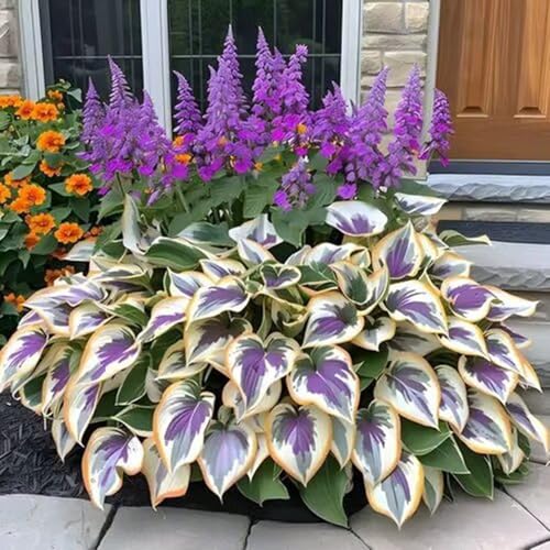 1000 pièces Graines de Hosta, Graines Fleurs à Semer, Graine a Planter, Graines de Fleurs pour Jardin et Balcon, Facile à Cultiver (H)