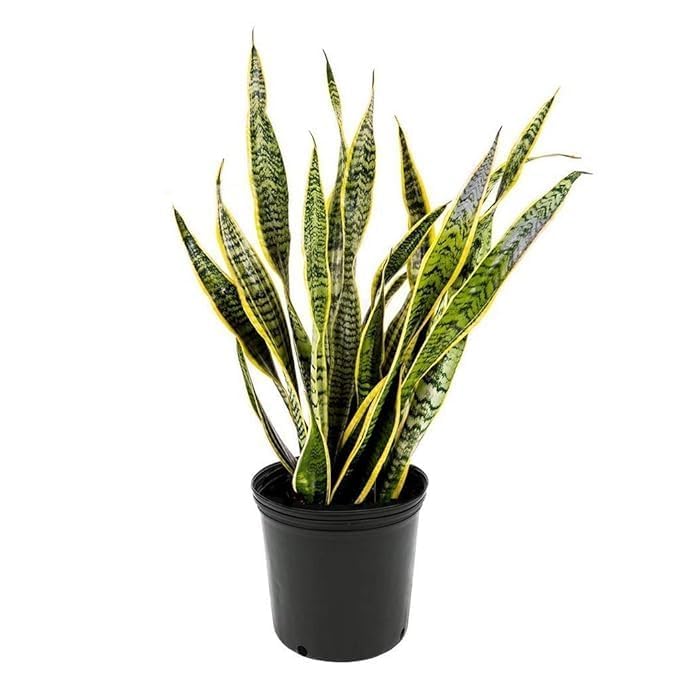 ABS MODERN CRAFTS AND LANDSCAPING Exotic Plant Sansevieria Golden Flame, 10 Cm Pot Brilliant Pink Leaves (Air Purifier Healthy Live Plant) (Exotic Plant Sansevieria Golden) (B0D5735GDM) Amazon Price History, Amazon Price Tracker