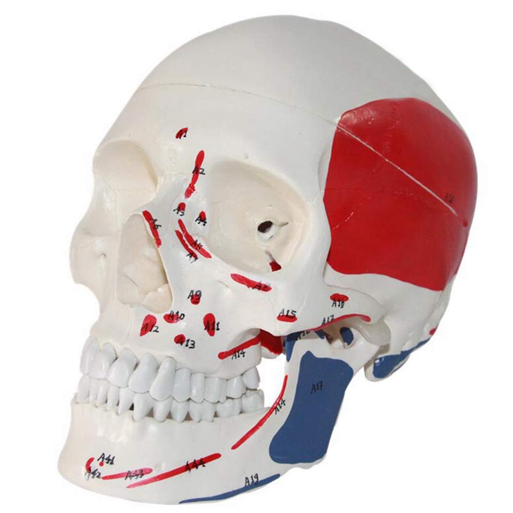 GTHTUHFD Human Skull Model With Markings Muscle Origins