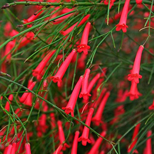Green Paradise Russelia Live Plant (B08WRNDMNV) Amazon Price History, Amazon Price Tracker