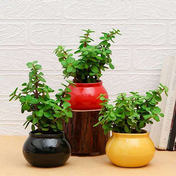 Mphmi Perennial NCR Plants Set of 3 Good Luck Jade Plants in Ceramic Pots Elephant bush, Portulacaria afra, Jade plant Elephant bush, Portulacaria afra (B0BBGLQV21) Amazon Price History, Amazon Price Tracker