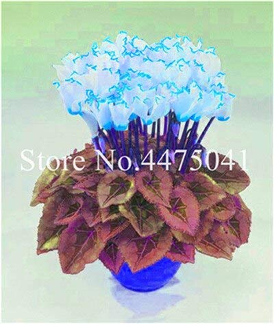 Graines De Fleurs De Cyclamen Pour Un Beau Jardin Blanc Bleu Ensemble De 100 Pièces