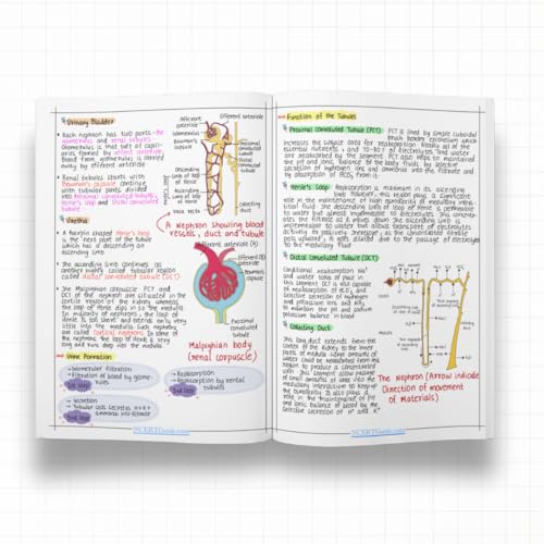 Image of Class 11 PCB Formula Sheets 2026-27 Edition | Handwritten Colorful Notes Book Set (Physics Chemistry Biology) | CBSE NCERT Quick Revision Guide for Formulas & Concepts