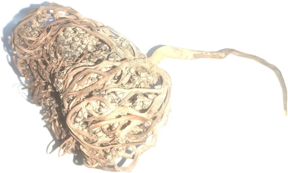 Big Size Jericho Rose Other Names are Maryam’s Flower, Flower of St Mary, St. Mary’s Flower, Mary’s Flower, Resurrection Flower, Resurrection Plant, Resurrection Fern