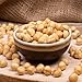 Giresun Plump Roasted Hazelnuts, 100% Natural & Delicious, Organic, Additive-Free, Authentic Turkish Product, (GİRESUN KAVRULMUŞ FINDIĞI), 1000g / 2.2 lb - PACK OF 3