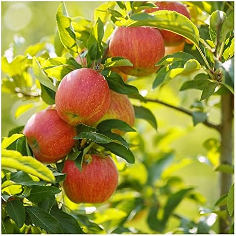 Lord Lambourne Apple Tree for Juicing Cover